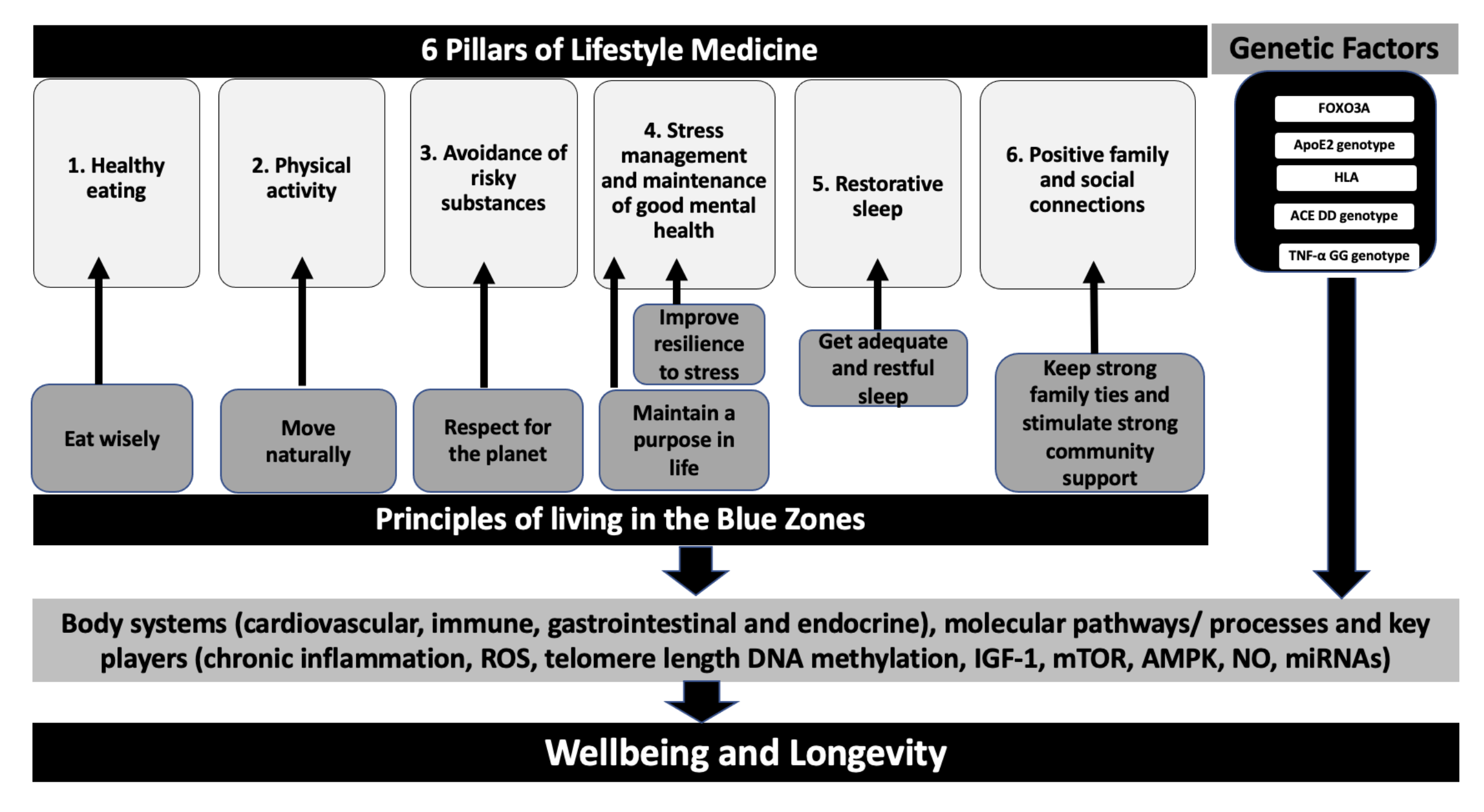 Lifestyle Medicine Interventions Inspired by Blue Zones for Longevity and Vitality